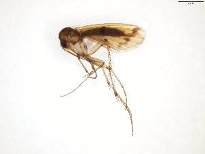  (Mycetophila ornata - TSZD-JKJ-101812)  @13 [ ] CreativeCommons - Attribution Non-Commercial Share-Alike (2016) Unspecified Tromso University Museum