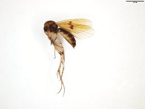  ( - TSZD-JKJ-101813)  @13 [ ] CreativeCommons - Attribution Non-Commercial Share-Alike (2016) Unspecified Tromso University Museum