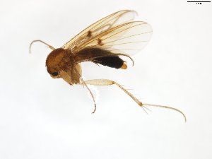  (Mycetophila uninotata - TSZD-JKJ-101839)  @12 [ ] CreativeCommons - Attribution Non-Commercial Share-Alike (2016) Unspecified Tromso University Museum