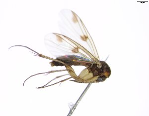  (Mycetophila pyrenaica - TSZD-JKJ-102160)  @11 [ ] CreativeCommons - Attribution Non-Commercial Share-Alike (2016) Unspecified Tromsø University Museum