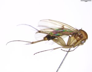  (Mycetophila strobli - TSZD-JKJ-102161)  @13 [ ] CreativeCommons - Attribution Non-Commercial Share-Alike (2016) Unspecified Tromsø University Museum