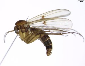  (Mycetophila evanida - TSZD-JKJ-102164)  @14 [ ] CreativeCommons - Attribution Non-Commercial Share-Alike (2016) Unspecified Tromsø University Museum