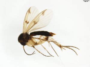  (Mycetophila forcipata - TSZD-JKJ-102551)  @13 [ ] CreativeCommons - Attribution Non-Commercial Share-Alike (2016) Unspecified Tromsø University Museum