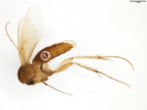  (Mycetophila sepulta_JKJ-02 - TSZD-JKJ-102554)  @11 [ ] CreativeCommons - Attribution Non-Commercial Share-Alike (2016) Unspecified Tromsø University Museum