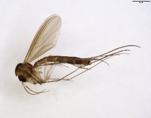  (Exechiopsis distendens - TSZD-JKJ-102795)  @14 [ ] CreativeCommons - Attribution Non-Commercial Share-Alike (2017) Unspecified Tromsø University Museum