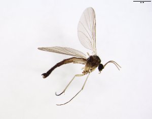  (Pyratula subcanariae - TSZD-JKJ-102835)  @11 [ ] CreativeCommons - Attribution Non-Commercial Share-Alike (2017) Unspecified Tromsø University Museum