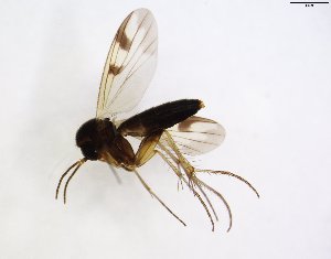  (Mycetophila sp - TSZD-JKJ-102895)  @11 [ ] CreativeCommons - Attribution Non-Commercial Share-Alike (2017) Unspecified Tromsø University Museum