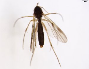  (Mycetophila ocellus_JKJ-02 - TSZD-JKJ-102918)  @11 [ ] CreativeCommons - Attribution Non-Commercial Share-Alike (2017) Unspecified Tromsø University Museum