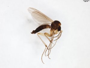  (Phronia electa - TSZD-JKJ-102950)  @11 [ ] CreativeCommons - Attribution Non-Commercial Share-Alike (2017) Unspecified Tromsø University Museum