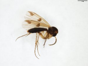  ( - TSZD-JKJ-102966)  @11 [ ] CreativeCommons - Attribution Non-Commercial Share-Alike (2017) Unspecified Tromsø University Museum