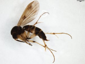  (Dynatosoma fuscicorne - TSZD-JKJ-103063)  @13 [ ] CreativeCommons - Attribution Non-Commercial Share-Alike (2017) Unspecified Tromsø University Museum