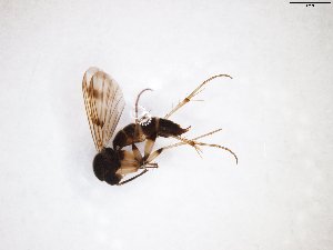  ( - TSZD-JKJ-103075)  @11 [ ] CreativeCommons - Attribution Non-Commercial Share-Alike (2017) Unspecified Tromsø University Museum