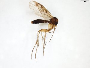  (Mycetophila JS-spF - TSZD-JKJ-103096)  @11 [ ] CreativeCommons - Attribution Non-Commercial Share-Alike (2017) Unspecified Tromsø University Museum