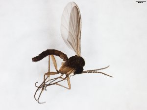  ( - TSZD-JKJ-103153)  @11 [ ] CreativeCommons - Attribution Non-Commercial Share-Alike (2017) Unspecified Tromsø University Museum