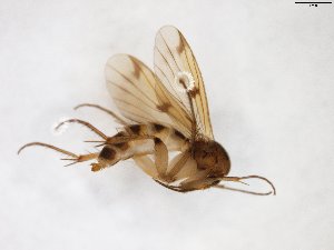  ( - TSZD-JKJ-103189)  @11 [ ] CreativeCommons - Attribution Non-Commercial Share-Alike (2017) Unspecified Tromsø University Museum