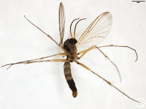  ( - TSZD-JKJ-103198)  @11 [ ] CreativeCommons - Attribution Non-Commercial Share-Alike (2017) Unspecified Tromsø University Museum