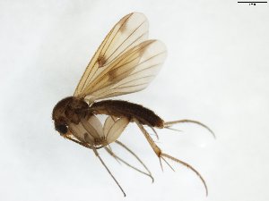  (Mycetophila lubomirskii - TSZD-JKJ-103271)  @11 [ ] CreativeCommons - Attribution Non-Commercial Share-Alike (2017) Unspecified Tromsø University Museum