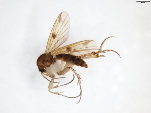  ( - TSZD-JKJ-103276)  @13 [ ] CreativeCommons - Attribution Non-Commercial Share-Alike (2017) Unspecified Tromsø University Museum