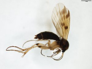  (Mycetophila JS-spC - TSZD-JKJ-103298)  @11 [ ] CreativeCommons - Attribution Non-Commercial Share-Alike (2017) Unspecified Tromsø University Museum