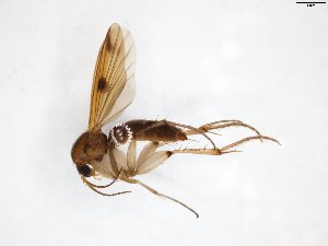  ( - TSZD-JKJ-103303)  @13 [ ] CreativeCommons - Attribution Non-Commercial Share-Alike (2017) Unspecified Tromsø University Museum