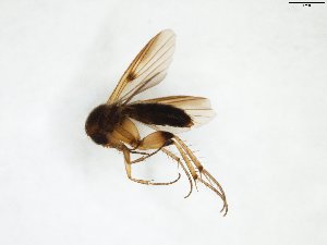  (Mycetophila adumbrata - TSZD-JKJ-103307)  @11 [ ] CreativeCommons - Attribution Non-Commercial Share-Alike (2017) Unspecified Tromsø University Museum