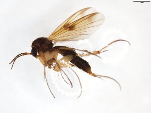  (Mycetophila biusta - TSZD-JKJ-103337)  @14 [ ] CreativeCommons - Attribution Non-Commercial Share-Alike (2017) Unspecified Tromsø University Museum