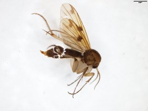  ( - TSZD-JKJ-103340)  @13 [ ] CreativeCommons - Attribution Non-Commercial Share-Alike (2017) Unspecified Tromsø University Museum