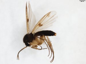  (Mycetophila JKJ-spK - TSZD-JKJ-103364)  @11 [ ] CreativeCommons - Attribution Non-Commercial Share-Alike (2017) Unspecified Tromsø University Museum