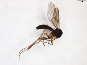  ( - TSZD-JKJ-103417)  @13 [ ] CreativeCommons - Attribution Non-Commercial Share-Alike (2017) Unspecified Tromsø University Museum
