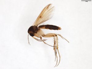  ( - TSZD-JKJ-103455)  @13 [ ] CreativeCommons - Attribution Non-Commercial Share-Alike (2017) Unspecified Tromsø University Museum