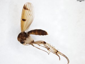  (Mycetophila sigmoides - TSZD-JKJ-103461)  @11 [ ] CreativeCommons - Attribution Non-Commercial Share-Alike (2017) Unspecified Tromsø University Museum