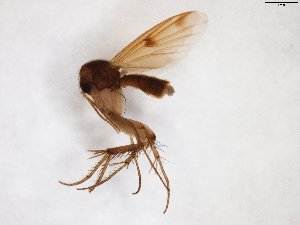  (Mycetophila sublunata - TSZD-JKJ-103506)  @11 [ ] CreativeCommons - Attribution Non-Commercial Share-Alike (2017) Unspecified Tromsø University Museum