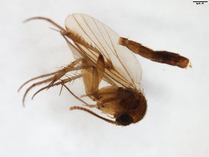  (Mycetophila JKJ-spA - TSZD-JKJ-103531)  @11 [ ] CreativeCommons - Attribution Non-Commercial Share-Alike (2017) Unspecified Tromsø University Museum