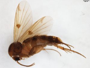  (Mycetophila signata - TSZD-JKJ-103541)  @11 [ ] CreativeCommons - Attribution Non-Commercial Share-Alike (2017) Unspecified Tromsø University Museum