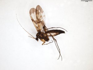  (Macrocera fascipennis - TSZD-JKJ-103591)  @11 [ ] CreativeCommons - Attribution Non-Commercial Share-Alike (2017) Unspecified Tromsø University Museum