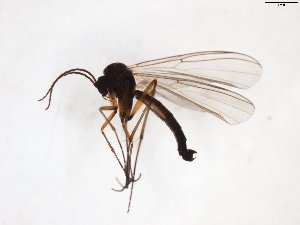  ( - TSZD-JKJ-103596)  @11 [ ] CreativeCommons - Attribution Non-Commercial Share-Alike (2017) Unspecified Tromsø University Museum