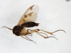 (Mycetophila pseudoforcipata - TSZD-JKJ-103599)  @13 [ ] CreativeCommons - Attribution Non-Commercial Share-Alike (2017) Unspecified Tromsø University Museum