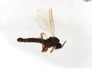  ( - TSZD-JKJ-103865)  @11 [ ] CreativeCommons - Attribution Non-Commercial Share-Alike (2017) Unspecified Tromsø University Museum