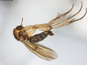  (Mycetophila lamellata - TSZD-JKJ-104161)  @11 [ ] CreativeCommons - Attribution Non-Commercial Share-Alike (2018) Unspecified Tromsø University Museum