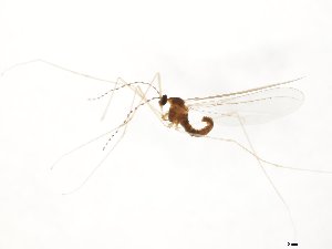  ( - TSZD-JKJ-104278)  @11 [ ] CreativeCommons - Attribution Non-Commercial Share-Alike (2018) Unspecified Tromsø University Museum