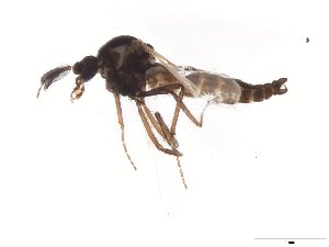  (Forcipomyia altaica - TSZD-JKJ-104335)  @13 [ ] CreativeCommons - Attribution Non-Commercial Share-Alike (2018) Unspecified Tromsø University Museum