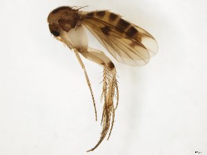  ( - TSZD-JKJ-104353)  @11 [ ] CreativeCommons - Attribution Non-Commercial Share-Alike (2018) Unspecified Tromsø University Museum