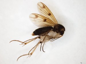  ( - TSZD-JKJ-104360)  @11 [ ] CreativeCommons - Attribution Non-Commercial Share-Alike (2018) Unspecified Tromsø University Museum