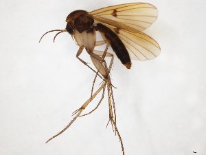  (Mycetophila unipunctata - TSZD-JKJ-104366)  @14 [ ] CreativeCommons - Attribution Non-Commercial Share-Alike (2018) Unspecified Tromsø University Museum