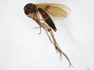  (Mycetophila unipunctata - TSZD-JKJ-104368)  @14 [ ] CreativeCommons - Attribution Non-Commercial Share-Alike (2018) Unspecified Tromsø University Museum
