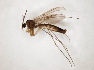  ( - TSZD-JKJ-104427)  @11 [ ] CreativeCommons - Attribution Non-Commercial Share-Alike (2018) Unspecified Tromsø University Museum