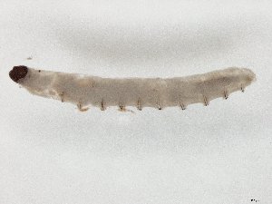  ( - TSZD-JKJ-104517)  @11 [ ] CreativeCommons - Attribution Non-Commercial Share-Alike (2018) Unspecified Tromsø University Museum