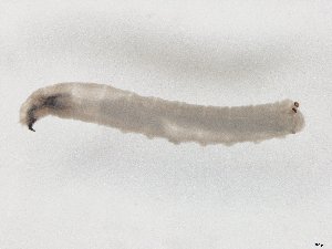  ( - TSZD-JKJ-104520)  @11 [ ] CreativeCommons - Attribution Non-Commercial Share-Alike (2018) Unspecified Tromsø University Museum