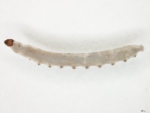  ( - TSZD-JKJ-104522)  @11 [ ] CreativeCommons - Attribution Non-Commercial Share-Alike (2018) Unspecified Tromsø University Museum