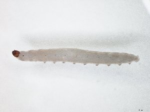  ( - TSZD-JKJ-104542)  @11 [ ] CreativeCommons - Attribution Non-Commercial Share-Alike (2018) Unspecified Tromsø University Museum